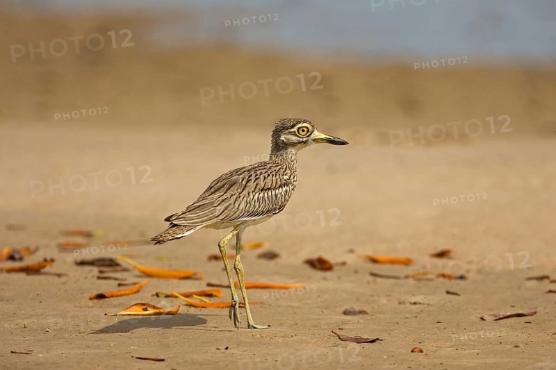 Senegal Thick-senegal thick-knee