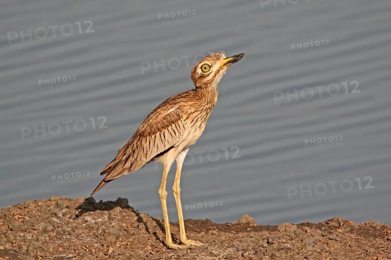 Senegal Thick-knee