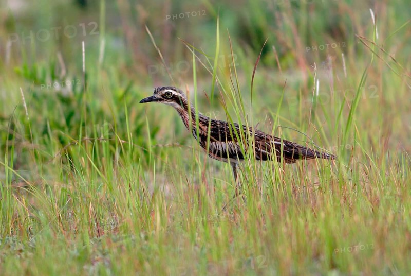 Burhinus magnirostris