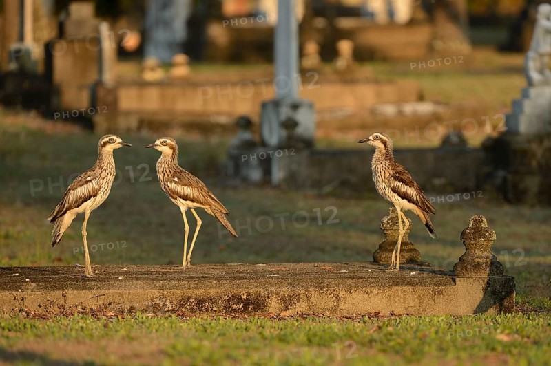 Bush Thick-knee
