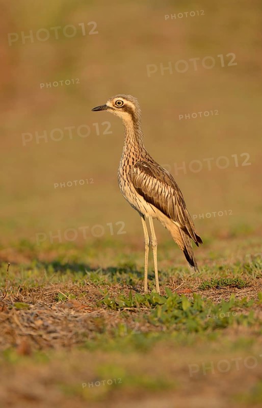 Bush Thick-knee