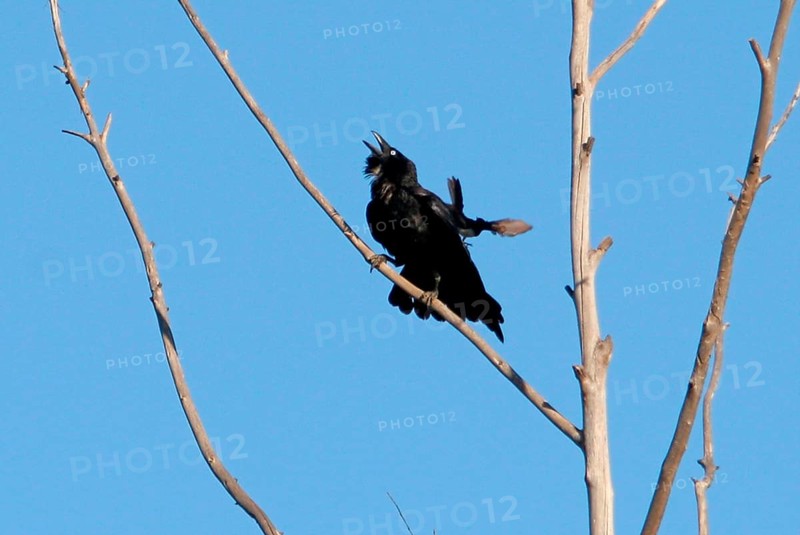 Salvadori Crow