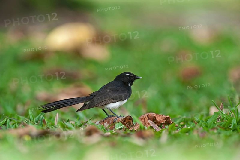 Willy wagtail