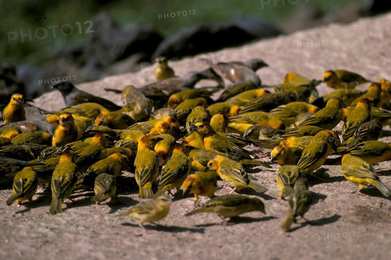Taveta weaver