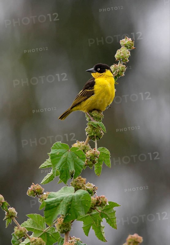 Baglafecht weaver
