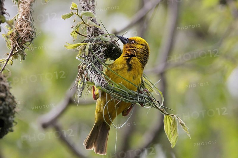 Cape Weaver