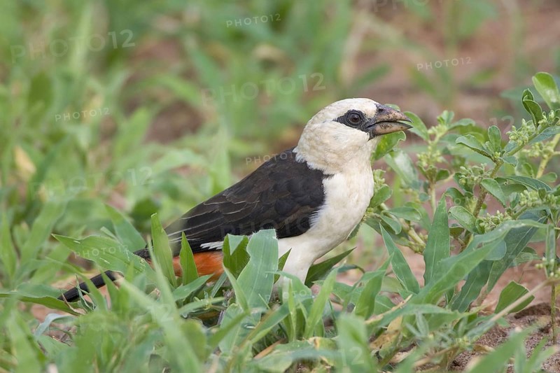White-headed buffalo weaver