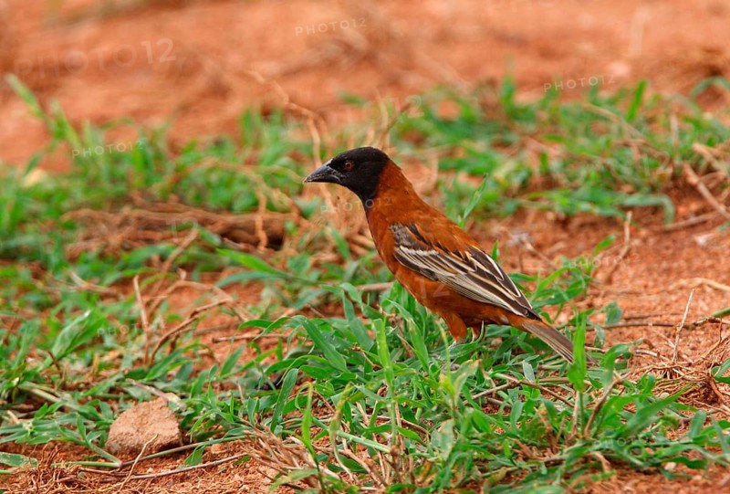 Chestnut weaver