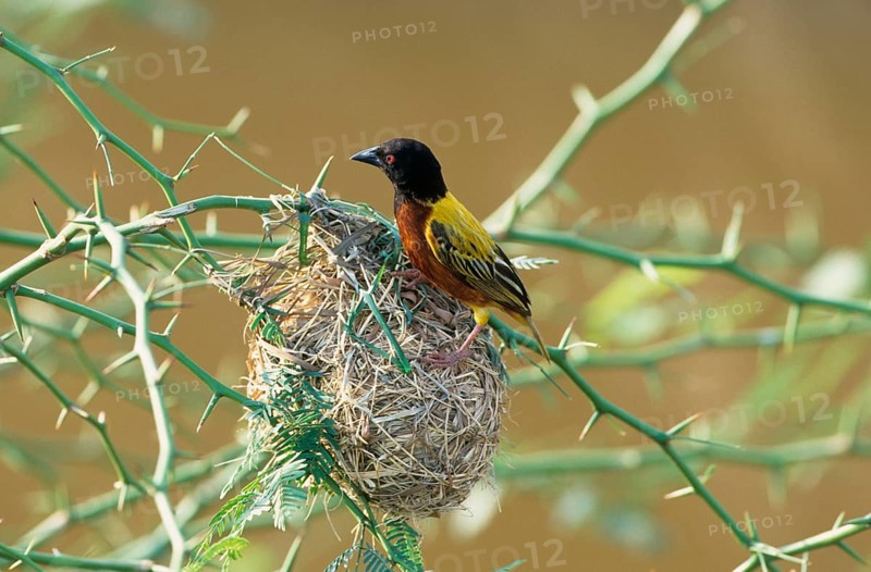 Jackson's golden-backed weaver