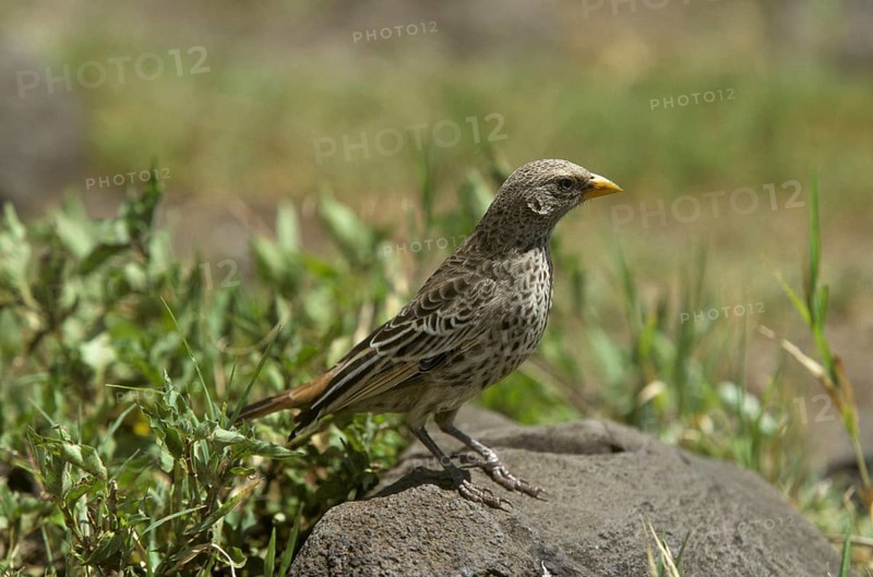 Red-tailed Weaver