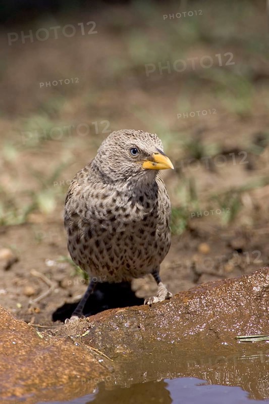 Rufous-tailed weaver