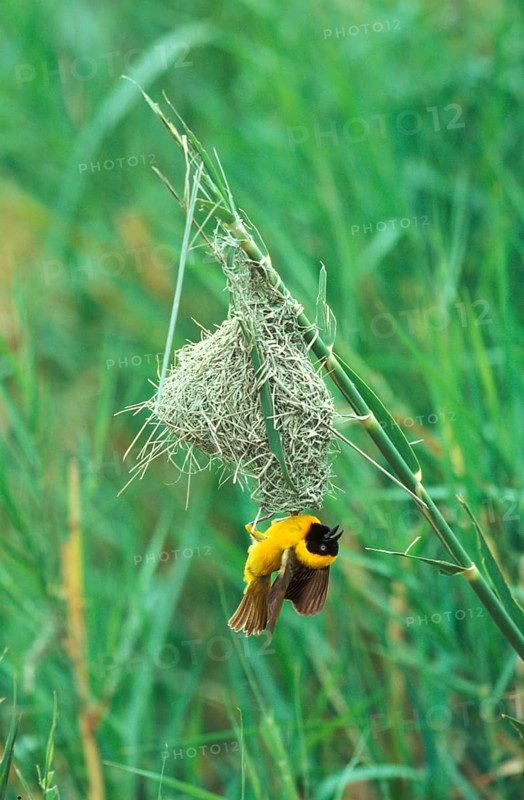 Lesser lesser masked weaver