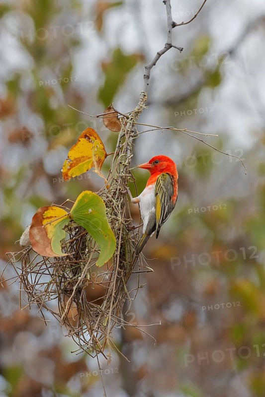Red-headed weaver