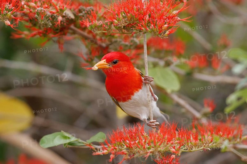 Red-headed weaver