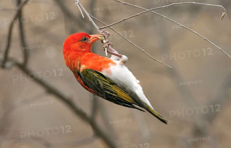 Red-headed weaver