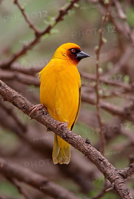 Gilb's Weaver