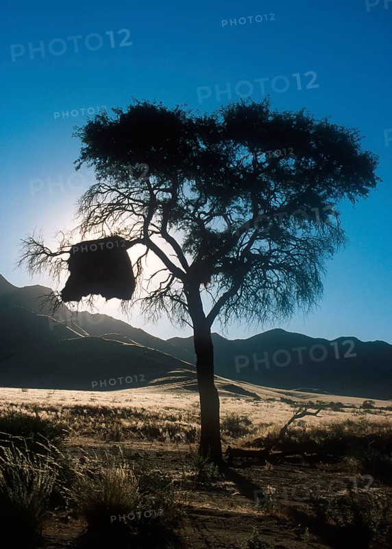 Sociable weaver