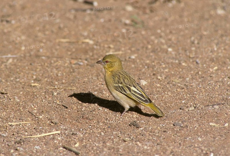 Southern southern masked weaver