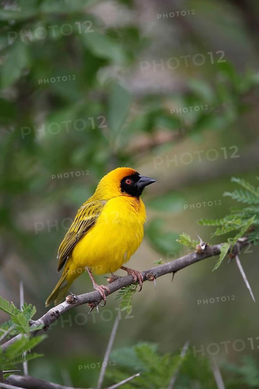 Southern masked weaver