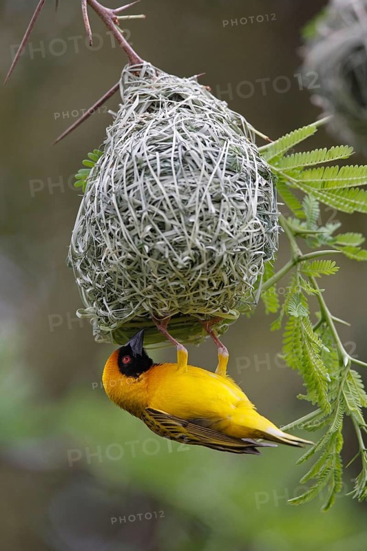 Southern masked weaver