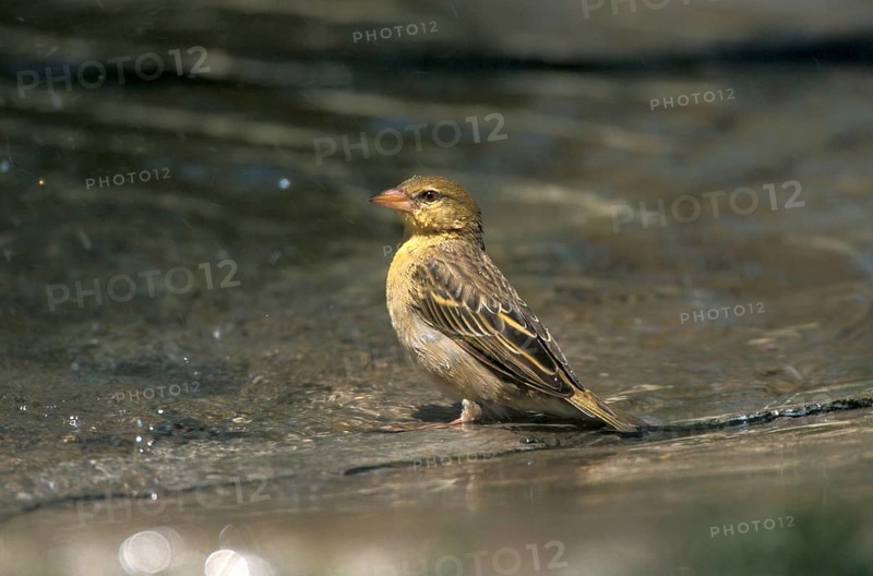 Somali Weaver