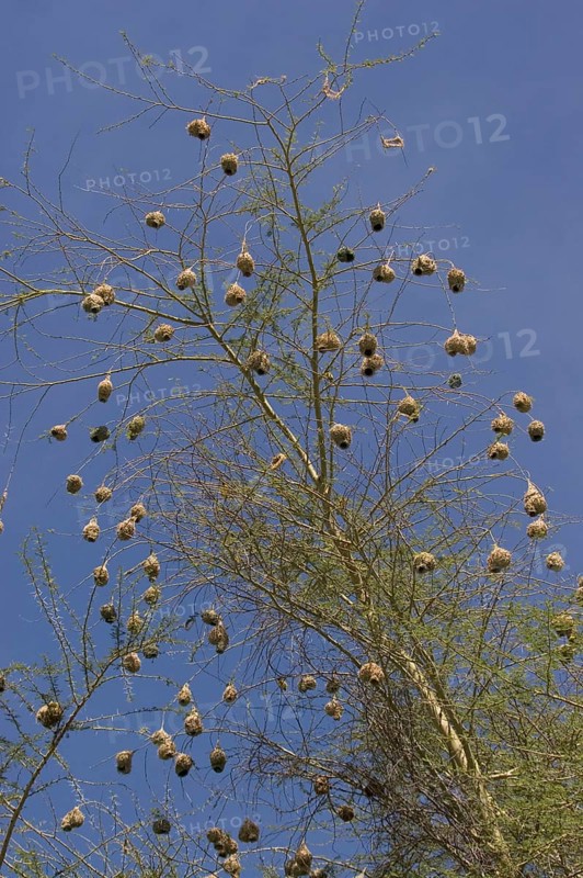 Speke's Weaver