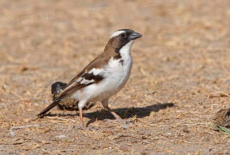 White-browed sparrow-weaver
