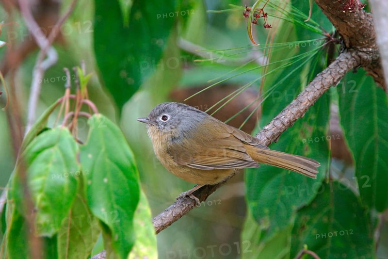 Grey-cheeked Fulvetta