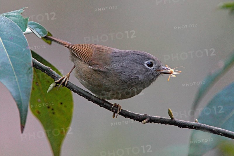 Grey-checked Fulvetta