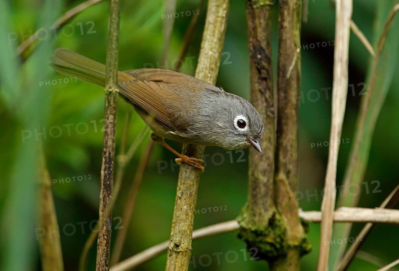 Grey-cheeked fulvetta