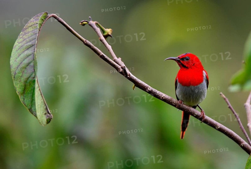 Temminck's Sunbird