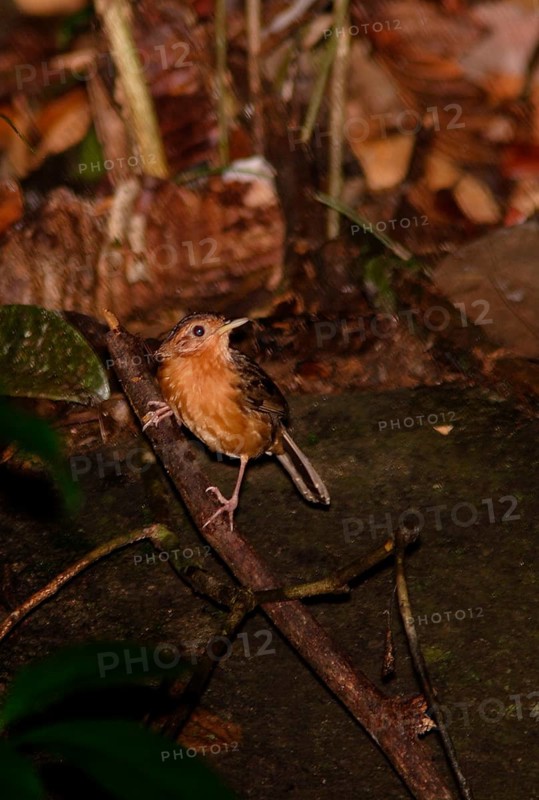 Brown-capped Scimitar Babbler