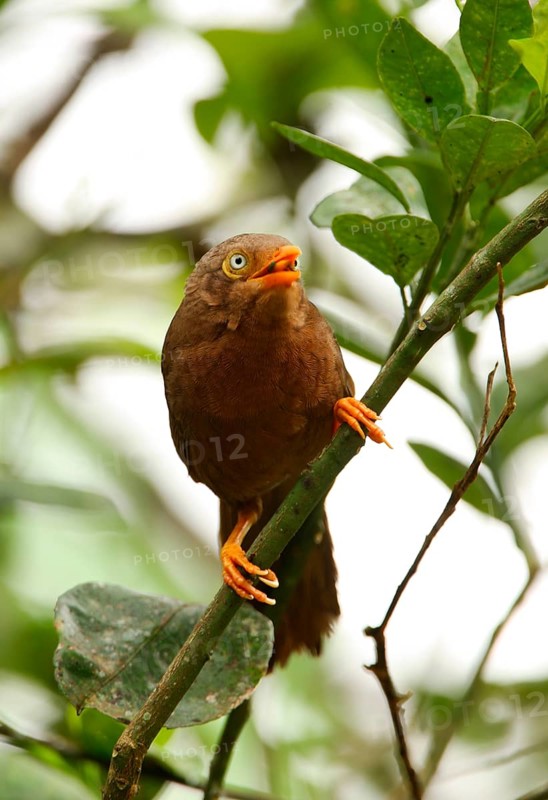 Orange-billed Scimitar Babbler