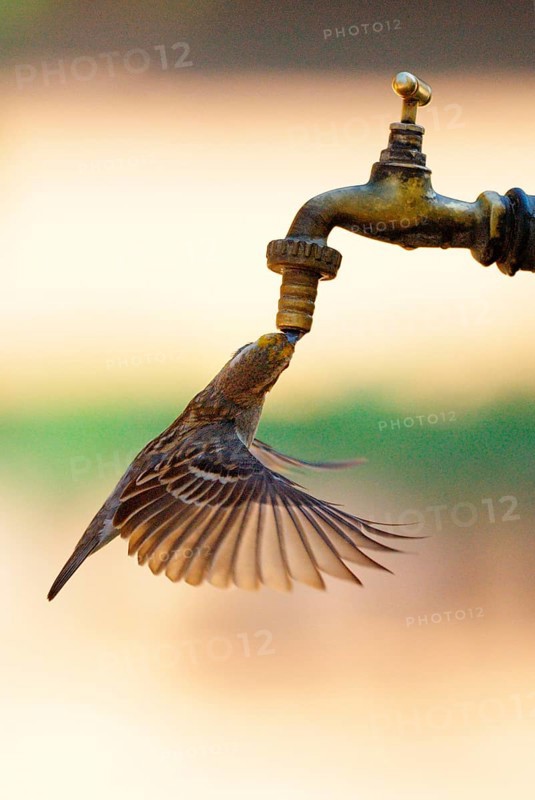 Sakalava weaver