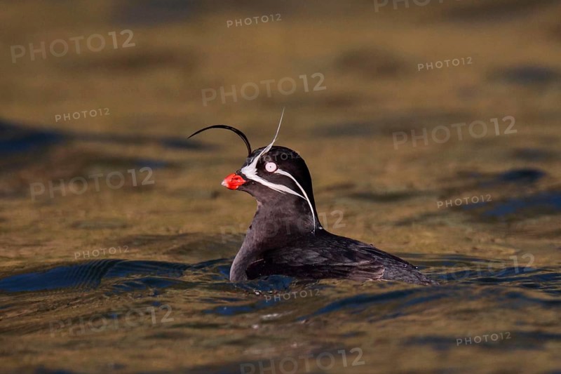 Whiskered Auklet