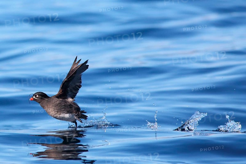 Whiskered Auklet