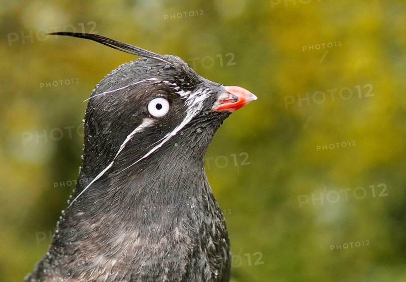 Whiskered Auklet