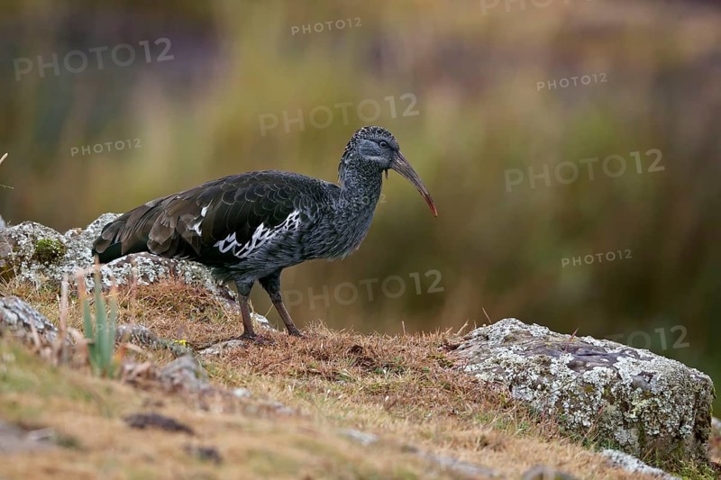Wattled ibis