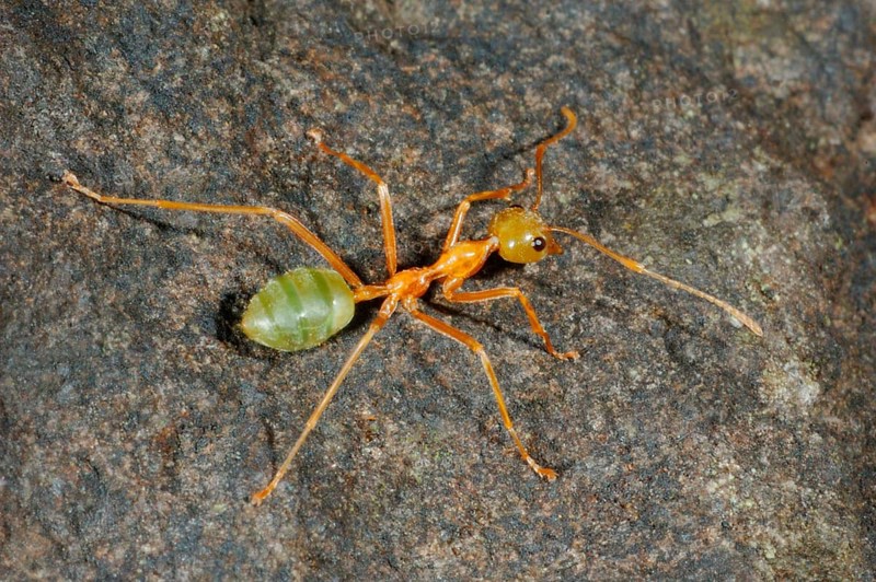 Asian Weaver Ant