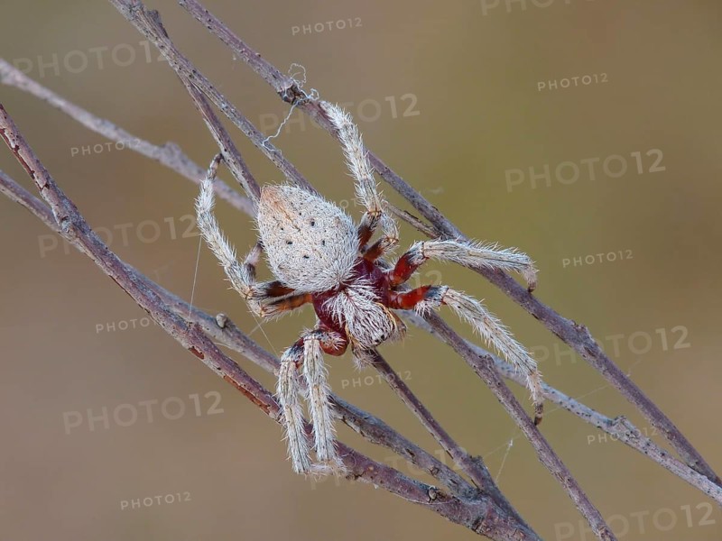 Garden orb spider