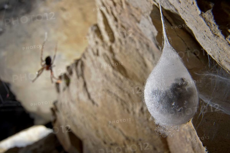 Cave wheel spider