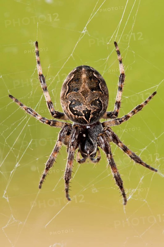 Reed wheel spider