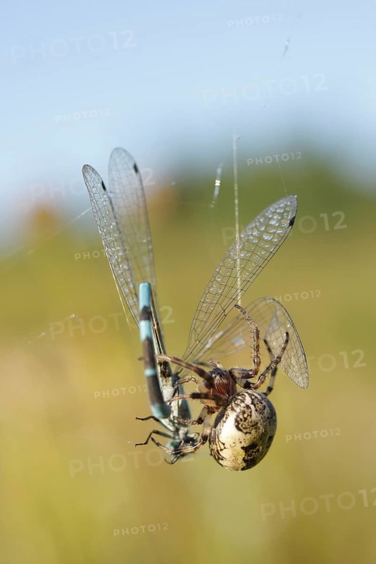 Reed wheel spider