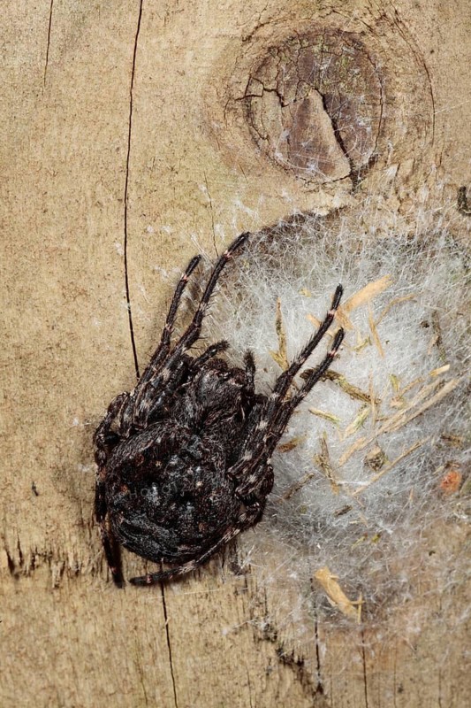 Walnut orb-weaver spider