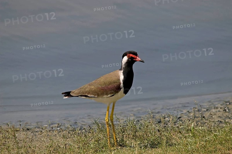 Red-wattled Lapwing