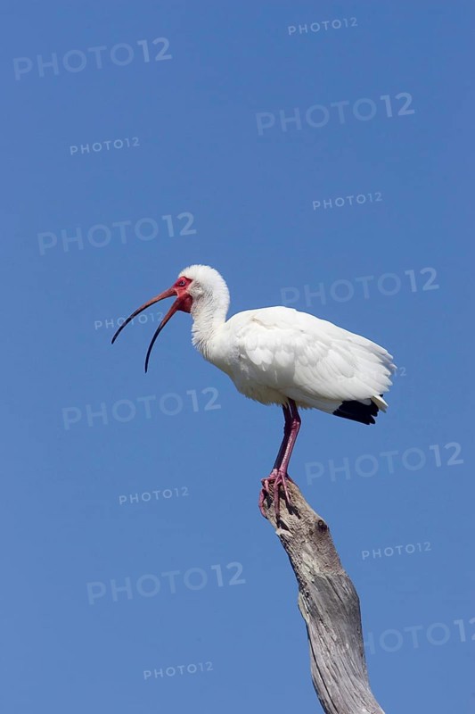Adult White Ibis