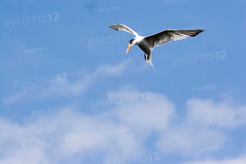 Royal Tern