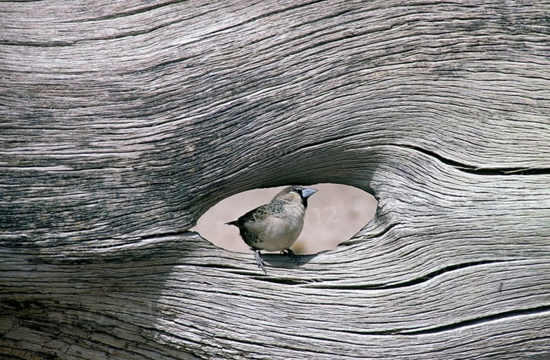 Sociable Weaver