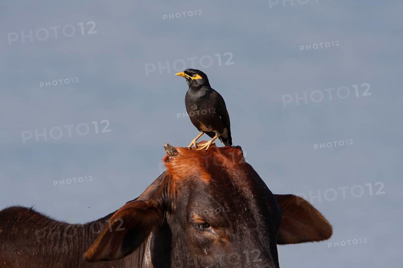 Shepherd's mynah