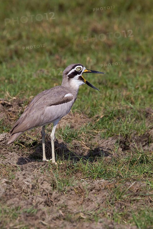 Great stone-curlews